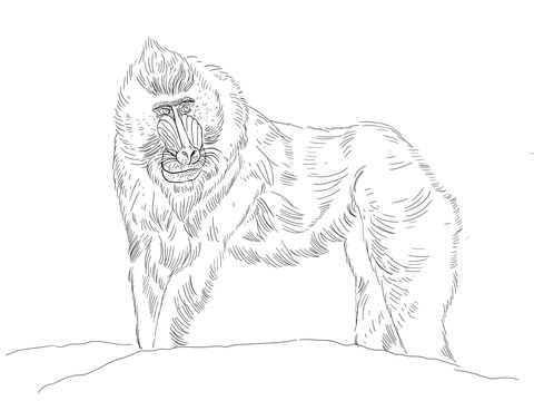 Mandrill Monkey Coloring Page